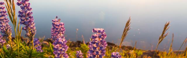 Hiina astroloogia : soovitused igale loomamärgile tänaseks päevaks (19. august)