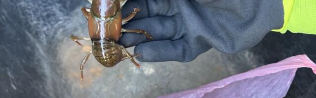 Tabati mees, kes tahtis müüa signaalvähke