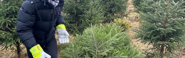 Jõulupuude kasvatamine annab Lehtsaare pere poistele väärt elukogemuse