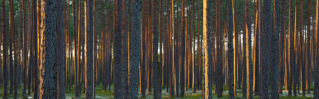 Mihkel Kangur: vaata, keda sa valid