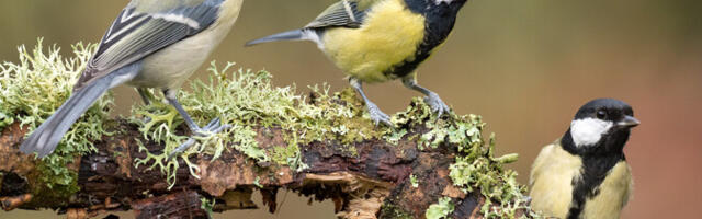 Rangeistki linnamürapiiranguist ei tarvitse laululindudele piisata