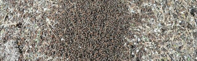 Kevad toob elu: kuidas metsasipelgad talveunest ärkavad?