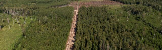 Metsa raiumist pidurdav nõue tekitab segadust, kuid puidusektor peab valmis olema kõigeks