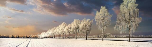Paul-Techi põllujaam: püsiv lumekate kaitses põllukultuure jaanuari pakase eest