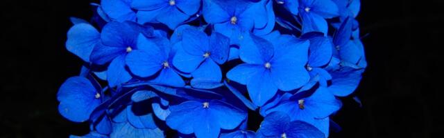 Põlvamaa Aasta Isa 2022 on Lauri Linnus