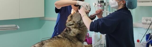 Itaalias ravitakse liiklusõnnetustesse sattunud hunte