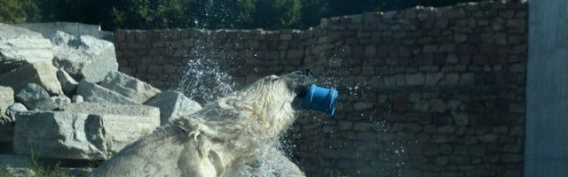 ARON ALUSTAS TEEKONDA LA FLECHE’I LOOMAAEDA