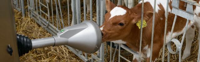 Kuldne tund ja nutikas tehnoloogia: tänapäeva farmid kasvatavad tervemaid vasikaid