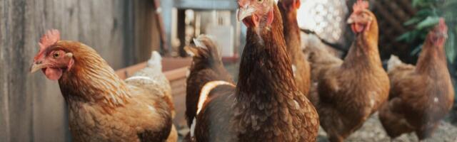 Hiiumaal tuvastati lindude gripp