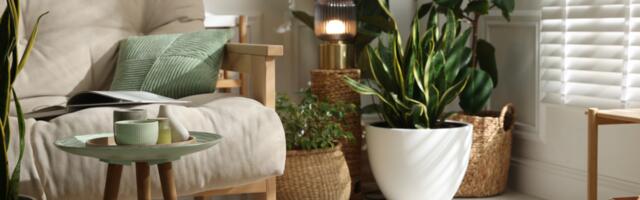 7 toataime, mis võivad 2026. aastal tuua õnne ja küllust sinu koju