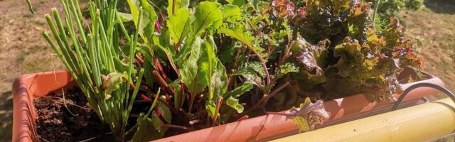 Kevad on käes, milliste aiatöödega tasub juba algust teha?