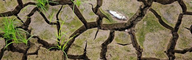 Teadlased toovad külmapealinna Jõgevale kunstlikult suure põua