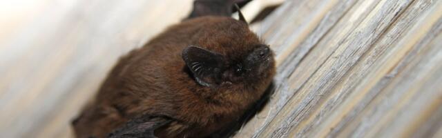 USA-s suri klassiruumis nahkhiirelt pureda saanud õpetaja