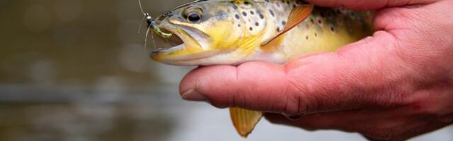 Soomes valitseva kuumalaine tõttu võivad forellid massiliselt hukkuda. Kuidas läheb Eesti kaladel?