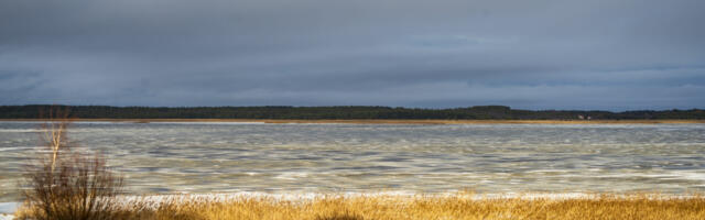 Ülikool otsib Haapsalu karbikasvanduse rajajat