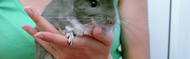 Reporter: MTÜ Nähtamatud Loomad päästis karusloomafarmis nülgimisest 105 tšintšiljat