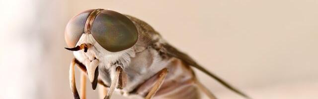 Soome mees sai borrelioosi parmu hammustusest