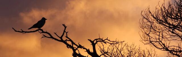 Martti Laurson NÄDALA FOTO