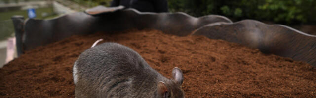 “Võimalik vaid Venemaal” pole enam nii absurdselt naljakas kui “Võimalik vaid Euroopa Liidus”