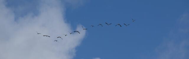 Lihavõtte linnuvaatluspäevadel nähti tänavu üle 80 000 linnu