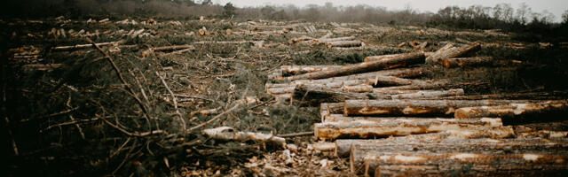 Kogukondade otsustusõigus kodumetsade üle plaanitakse anda ametnike kätte