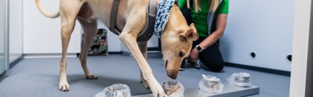 Helsingi lennujaamas otsivad koroonaviirust koerad