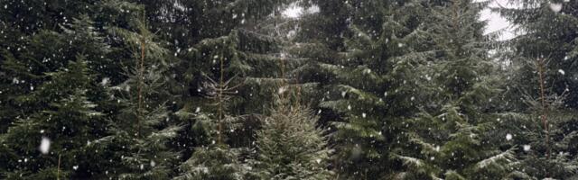 «Rīgas meži» просит не рубить елки в лесах Риги и Рижского региона