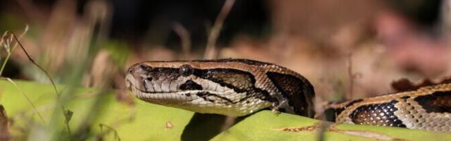 Madudel ei ole näljahormooni