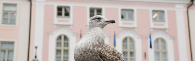 Riigikogu ametnik vabastati teenistuskohustuste rikkumise tõttu ametist. Isamaa sõnul vallandati ta hasartmängumaksu prohmaka tõttu