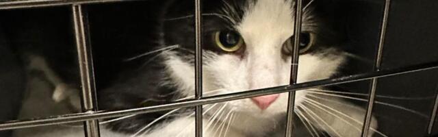 Tõeline ime: üle 3 aasta varjupaigas veetnud kass leidis lõpuks kodu