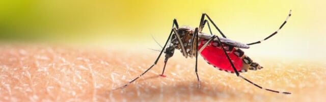 Dengue palavikku on neli korda rohkem kui mullu