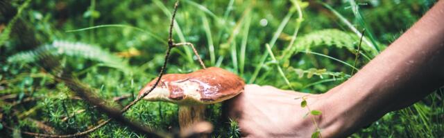 Seeneekspress kutsub rongiga seenele