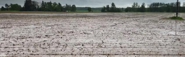 Vihmane suvi tõi põllupidajatele mitu häda kaela