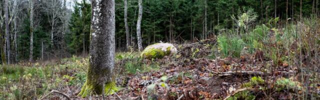 Swedbanki uuring: Eesti kaubandusettevõtted mõistavad jätkusuutlikkuse olemust, kuid mitte selle tulemust