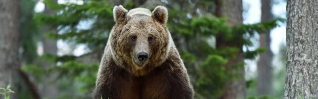 Bulgaarias hukkus karurünnakus 35-aastane mees