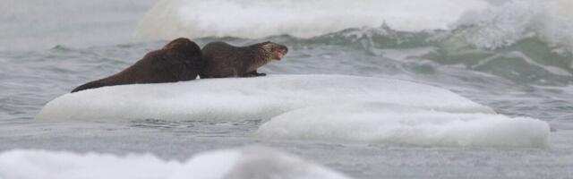 ANDRES JAANUS: kes pistis pardid pintslisse?