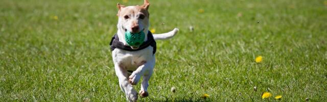 Selgus Viljandi linna kaasava eelarve hääletuse võitja