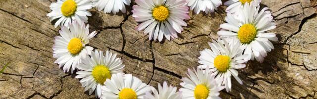 Rahvatantsujuhtide suvekursus 2025 - suure peo järel uusi samme seades