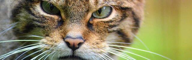 Inglismaal üritatakse taastada metskasside populatsiooni. Samas kardetakse, et nad hakkavad ristuma kodukassidega