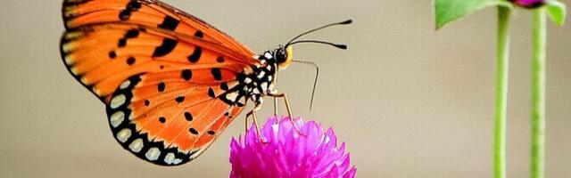 Ühismeedia täidab tühikuid elurikkuse kaartidel