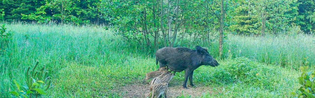 SÖÖGIAEG | Vaata, kuidas metsanotsud kõhu täis saavad
