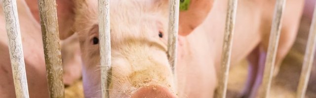 Togo teatas sigade Aafrika katku puhangust