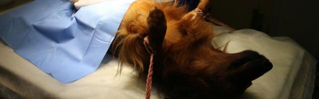 Umbkeelsuse hinnaks olid munad. Koer kastreeriti kogemata: omanik rääkis vene, arst aga eesti keeles