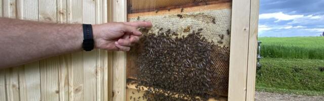 Mesinikud katastroofilisest meeaastast: Eesti mesi saab otsa juba jaanuaris!