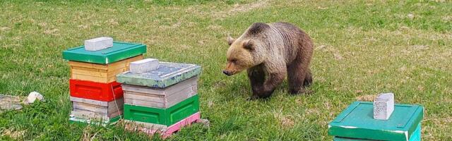 Keskkonnaamet annab karujahi hooaja alguses välja 90 küttimisluba