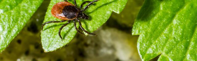 Puukentsefaliiti haigestumiste arv aina suureneb