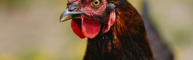 Raplas eksis lind toidukauplusesse ära