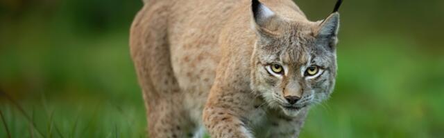 Mohni konflikt: ilves ja lambad ei mahu koos väikesaarele