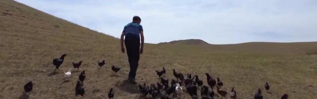 «Sõdur-kanad» tormavad vile peale lahingusse