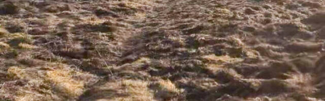 Kõrgepingeliini all põles mitu hektarit turbapinnast